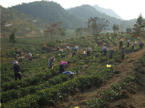 茶场基地