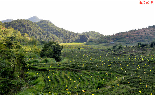 茶场基地