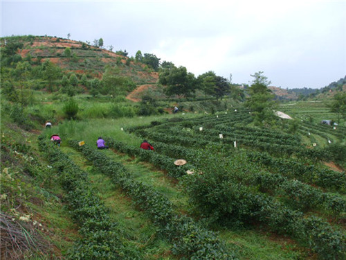 茶场基地