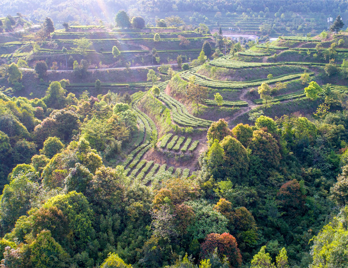 茶场基地