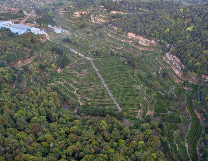 茶场基地