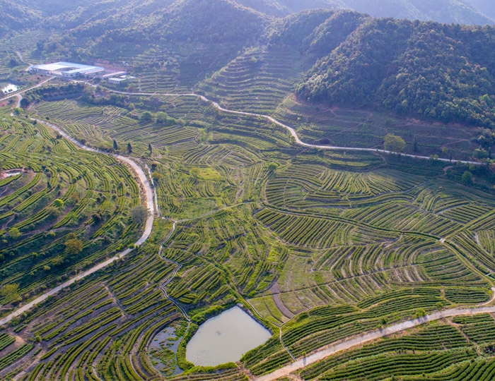 茶场基地