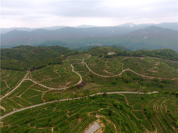 茶场基地