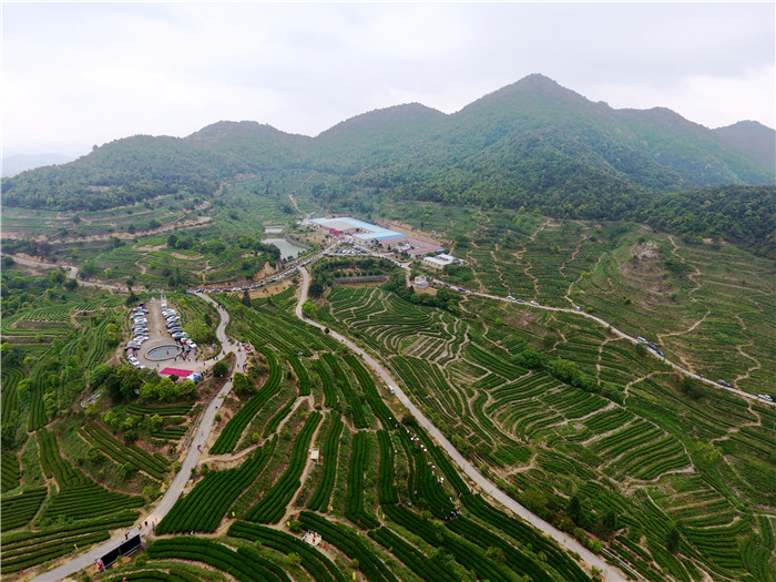 茶场基地